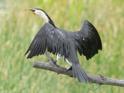 Microcarbo melanoleucos (Australian Little Pied Cormorant).jpg